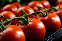 Fresh ripe red tomatoes on the vine in plastic container ready for market sale. Organic healthy vegetables for cooking and nutrition.