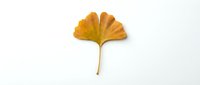 Single golden yellow ginkgo leaf with natural autumn coloration isolated on white background for seasonal design projects and botanical artwork.