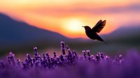 Silhouette of hummingbird hovering over lavender field at sunset with mountain backdrop and colorful sky.
