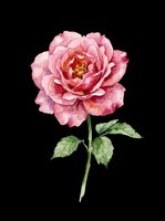 Watercolor pink rose with green stem and leaves, isolated on transparent background, ready for t-shirt design, stickers, clipart, and print on demand use.