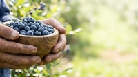 Farmer holding wooden bowl filled with fresh blueberries in orchard garden, harvesting ripe berries for organic produce and agriculture business.