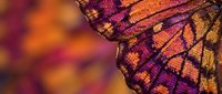 Macro shot of butterfly wing displaying intricate scale patterns in warm orange, purple, and gold tones with soft bokeh background, suitable for nature and wildlife design projects.