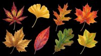 Autumn leaves collection isolated on transparent background, ready for t-shirt design, clipart, stickers, sublimation and print-on-demand projects.
