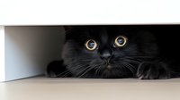 Black cat with bright yellow eyes peeking from under furniture, close-up portrait showing curious expression and alert gaze against blurred background.