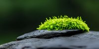 Vibrant green moss growing on dark wet stone with blurred forest background, creating natural contrast in zen-like composition.