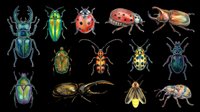 Colorful insect collection featuring beetles, ladybugs, and bugs isolated on transparent background. Ready for clipart, t-shirt designs, stickers, print-on-demand products, and sublimation projects.