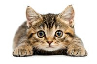 Adorable tabby kitten with bright blue eyes lying down and looking at camera on white background, isolated cutout for design projects and pet marketing materials.