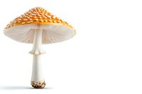 Orange spotted amanita mushroom with white stem and gills isolated on white background, detailed macro photography showing texture and pattern of fungus cap.