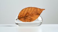 Single dried autumn leaf resting on clear glass dish against neutral background, minimalist nature composition highlighting organic texture and seasonal change.