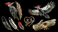 Woodpecker clipart set isolated on transparent background, featuring birds, feathers, log, and heart design, ready for t-shirts, stickers, and print on demand.