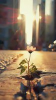 Single daisy flower growing through crack in concrete sidewalk at sunset, with soft bokeh city lights and sun flare creating hopeful atmosphere.