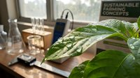 Green plant with water droplets on leaves in modern office workspace with sustainable business concepts sign and natural lighting.