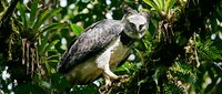 Harpy eagle perched on branch surrounded by lush green foliage, displaying powerful talons and alert expression in natural habitat setting.