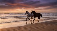Two horses galloping along ocean beach at sunset with dramatic purple and orange sky reflecting on wet sand and waves creating romantic coastal scene.