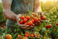 Farmer holding fresh harvested organic cherry tomatoes on vine in sunlit garden, showcasing sustainable agriculture and farm-to-table produce.