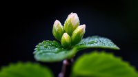 Pink apple tree buds with water drops on green leaves against dark background, macro nature photography showing spring awakening and new life beginning.
