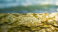 Close-up of golden water droplets on textured surface with blurred ocean waves in background, creating natural abstract pattern for wellness and nature themes.
