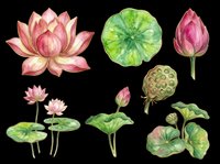 Watercolor lotus flower clipart set isolated on transparent background, featuring blooms, buds, leaves, and seed pods. Ready for stickers, t-shirt design, and print on demand.