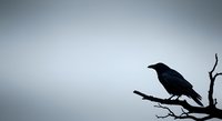 Dark bird silhouette perched on bare branch against overcast sky, suitable for nature, wildlife, and moody atmospheric design projects.