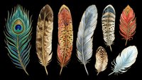 Colorful bird feathers collection isolated on transparent background, ready for t-shirt design, stickers, clipart, print on demand, and sublimation projects.
