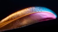 Macro shot of delicate feather with vibrant gold, pink and blue colors showing detailed texture and barbs in dramatic lighting against dark background.