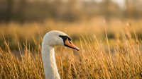 Elegant white swan with orange beak in golden autumn reeds during sunset creating warm natural wildlife scene for nature photography and bird watching content.