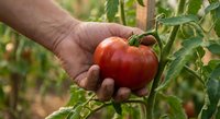 Hand holding fresh ripe red tomato in organic garden with green plants in background for healthy eating and sustainable agriculture.