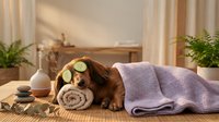 Relaxed dachshund dog enjoying spa treatment with cucumber slices on eyes, towels and wellness accessories in serene home setting for pet care.