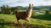 Llama standing in lush green pasture with scenic valley landscape, winding river, and rolling hills in background, suitable for nature and farm stock photography.