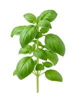 Fresh green basil herb plant isolated on white background, ready for culinary and design use.