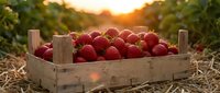 Fresh ripe strawberries in wooden crate at sunset farm field. Organic berry harvest concept for healthy eating and agriculture marketing materials.