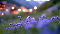 Purple wildflowers blooming in mountain meadow at dusk with warm bokeh lights creating magical evening atmosphere for nature and outdoor lifestyle concepts.