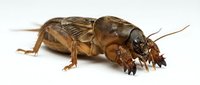 Mole cricket isolated on white background, showing detailed brown exoskeleton and specialized digging legs, suitable for educational materials and pest control design.