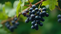 Fresh ripe dark purple grapes growing on grapevine with green leaves in vineyard, natural organic fruit cluster on branch in soft sunlight.