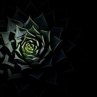 Dark green succulent plant with geometric spiral pattern against black background creating dramatic contrast for modern botanical design projects.