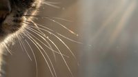 Close-up of cat whiskers with soft, warm sunlight creating a glowing effect. Macro shot highlighting fine facial hair details and natural lighting for pet photography.