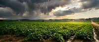 Dramatic storm clouds gather over expansive green crop field with dirt road, capturing moody weather and agricultural landscape for farming, weather, and nature projects.