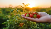 Fresh ripe cherry tomatoes in farmer hand at sunset in organic vegetable garden. Agricultural harvest concept for healthy eating and sustainable farming.