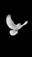 White dove flying with outstretched wings against black background symbolizing peace, freedom and hope for spiritual and religious concepts.