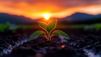 Young green plant seedling growing from dark soil at golden sunrise with mountain landscape background symbolizing new life growth and hope.