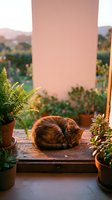 Tabby cat sleeping curled up on wooden table surrounded by potted succulents and ferns with pink wall and blurred garden landscape background at sunset.
