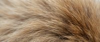 Close-up macro view of soft golden brown animal fur texture with natural highlights and shadows, perfect for backgrounds and design projects.