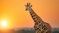 Majestic giraffe silhouette against golden sunset sky in African savanna landscape for wildlife photography and nature design projects.