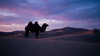 Silhouette of a two-humped camel standing in vast desert landscape during dramatic sunset with purple and pink sky, suitable for travel and nature backgrounds.