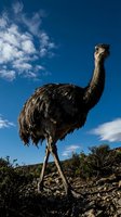 Majestic emu standing proudly against dramatic blue sky with white clouds in natural Australian outback habitat showcasing wildlife conservation and nature photography.