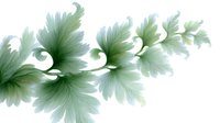 Elegant green leaf pattern with delicate curling fronds and soft gradient shading on white background, isolated design element for nature-inspired graphics.