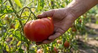 Farmer hand harvesting fresh ripe red tomato from organic garden plant. Agricultural produce picking in greenhouse cultivation for healthy food supply.