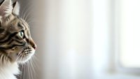 Adorable tabby cat in profile gazing thoughtfully by bright window, soft natural lighting creates peaceful domestic scene for pet care and animal lover content.