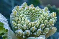 Macro photography of spiral romanesco broccoli showing detailed fractals and geometric patterns in fresh green color against dark background. Nature's mathematical art.
