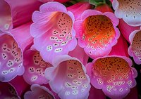 Pink foxglove flowers in full bloom showing detailed spotted patterns inside bell-shaped blossoms, macro photography captures delicate natural textures and patterns.
